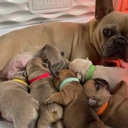 French Bulldogs from Lopez Frenchies