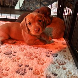 Yellow collar - Red female Dachshund puppy in Cape Coral, Florida from Dukers Dachshunds