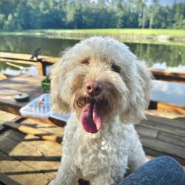 Delta - Goldendoodle