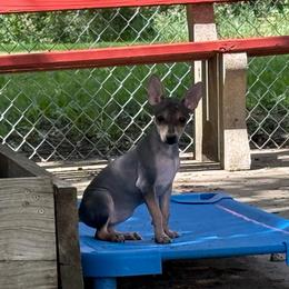 Marley - Black and tan female American Hairless Terrier puppy in Buckingham, Illinois from Gaus Hof