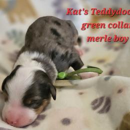 Boy 2 - Merle male Bernedoodle puppy in Schertz, Texas from Kat's Teddydoodles