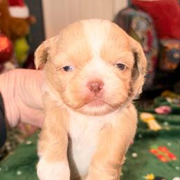 Alvin - Liver male Shih Tzu puppy in Wilkesboro, North Carolina from Frannie and Annie Shih Tzu Babies