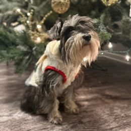 Genny - Miniature Schnauzer