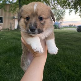 Boy 1 - Sable Pembroke Welsh Corgi puppy in Idaho from McKay Corgi's