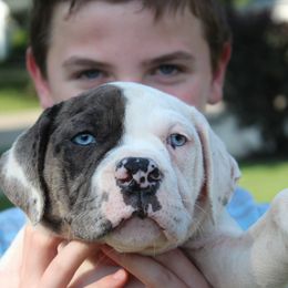 Alapaha Blue Blood Bulldog Puppies from Eclipse Alapaha Kennels