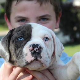 Alapaha Blue Blood Bulldog Puppies from Eclipse Alapaha Kennels