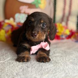 Ivy - Chocolate and tan female Dachshund puppy in Washington from Beautiful Doxies