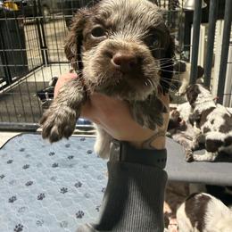 Charm - Liver white and roan female English Springer Spaniel puppy in Ogilvie, Minnesota from V.V. Berg Kennels