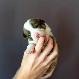 Border Collie, Papillon, Sporty Mix, and Whippet Puppies from Old Hemp Border Collies / Open Horizon Sport Dogs
