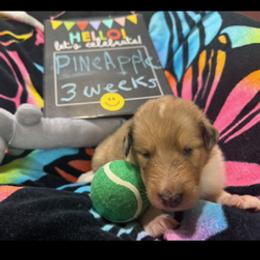 Pine Apple - Sable merle and white male Collie puppy in Carencro, Louisiana from Cajun Bayou's Collies LLC