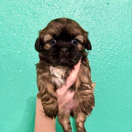 Athena - Gold and white female Shih Tzu puppy in Stroud, Oklahoma from Laik’s Little Shihtz & Poms
