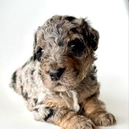Crew - Blue merle male Bernedoodle puppy in Pulaski, Tennessee from Doodle My Heart