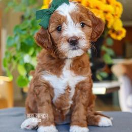 Puppy 2 - Red  female Goldendoodle puppy in Savannah, Georgia from Vino and Vespa Doodles