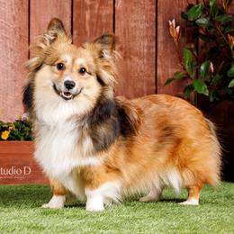Fancy - Pembroke Welsh Corgi