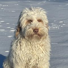 Coral - Australian Cobberdog