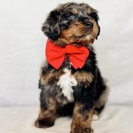 Buddy - Blue merle male Bernedoodle puppy in Travelers Rest, South Carolina from Bernedoodle.do