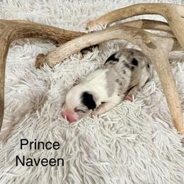 Prince Naveen - Blue merle male Australian Shepherd puppy in Vernal, Utah from Dancing M Kennels