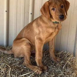 Labrador Retriever Puppies from Lab in the Sack kennel