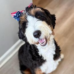 Cassia - Bernedoodle
