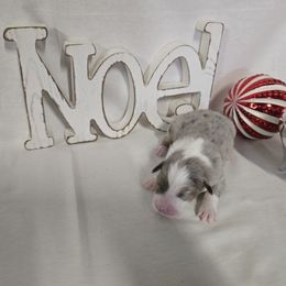 Boy 1 - Blue merle male Australian Shepherd puppy in Lakeland, Florida from Diamond P Australian Shepherds