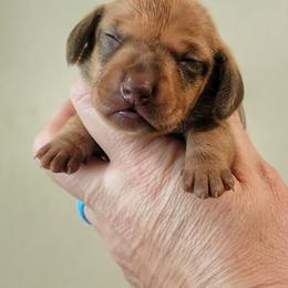Chocolate Red F1 - Chocolate female Dachshund puppy in Mountain Grove, Missouri from Blueprint K9 Dachshunds- www.BlueprintK9.com
