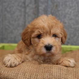 Kirk - Cream male Whoodle puppy in West Bend, Iowa from Blue Skies Terriers