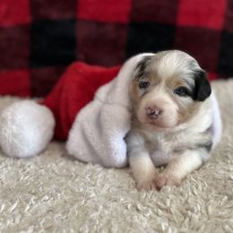 Australian Shepherd Puppies from Kelly Krew Aussies