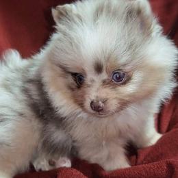 American Corgis, Pembroke Welsh Corgis, and Pomeranians from Syani Puppies