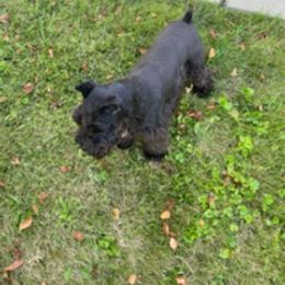 Miniature Schnauzer All Grown Up from Cindy’s Mini Schnauzers