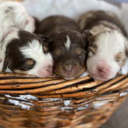 Miniature American Shepherd, Miniature Australian Shepherd, and Toy Australian Shepherd Puppies from Iron Spirit Homestead & Aussies