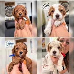 3rd pick male - Blenheim male Cavapoo puppy in Mona, Utah from Hearts Full of Puppies