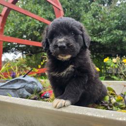 Mitts - Parti male Saint Berdoodle puppy in Castle Rock, Washington from PNW Saint Berdoodles