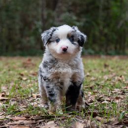 Tonks - Blue merle female Miniature Australian Shepherd puppy in Lacombe, Louisiana from Indigo River Toy & Mini Aussies
