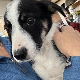Kristoff - Tri-color male Border Collie puppy in Austin, Texas from Abundant Life Ranch Border Collies