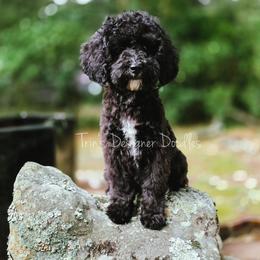 Elara - Black tri-color female Aussiedoodle puppy in Centreville, Mississippi from Trin's Designer Doodles