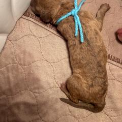 Light blue Boy - Sedge male Chesapeake Bay Retriever puppy in Houston, Texas from Monarch Chesapeakes