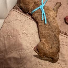 Light blue Boy - Sedge male Chesapeake Bay Retriever puppy in Houston, Texas from Monarch Chesapeakes
