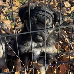 Black Tri Male - Black tri-color male Australian Shepherd puppy in Prairie Grove, Arkansas from IQ Farms