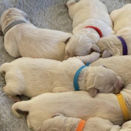Golden Retrievers and Yorkshire Terriers from Auburn’s Golden Retrievers and Yorkshire Terriers