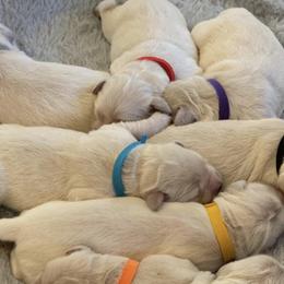 Golden Retrievers and Yorkshire Terriers from Auburn’s Golden Retrievers and Yorkshire Terriers