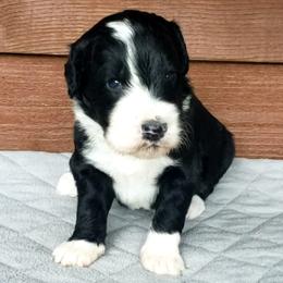 Truman - Black and white male Bernedoodle puppy in Columbia, Missouri from Silver Creek Pups