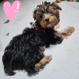 Girl 1 - Black and gold Yorkshire Terrier puppy in Sanford, Florida from Yorkies Parti of 4
