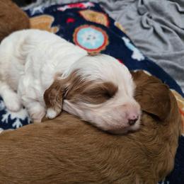Boy 6 - White male Cavapoo puppy in Knoxville, Tennessee from Shannan's Cavapoos