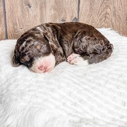 Mocha - Brown and white male Bernedoodle puppy in Hudson, Indiana from TurkeyCreek-K9