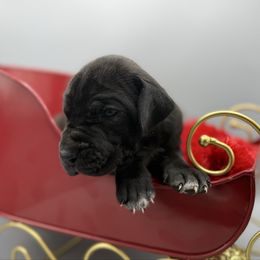 Holly - Black female Great Dane puppy in Grand Junction, Colorado from Top Brackett Danes