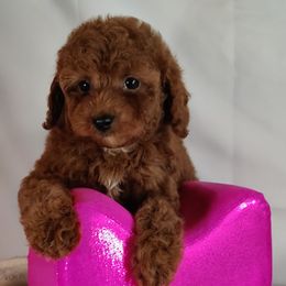 Coton de Tulear and Poodle Puppies from Legacy Pets