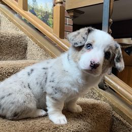 Girl 4 - Blue merle and white Cardigan Welsh Corgi puppy in Amsterdam, New York from Castle Cardigan Welsh Corgis