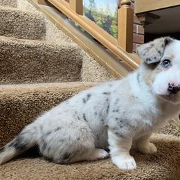 Girl 4 - Blue merle and white Cardigan Welsh Corgi puppy in Amsterdam, New York from Castle Cardigan Welsh Corgis