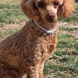 Molly - Red  female Poodle puppy in Nixa, Missouri from Family Poodles