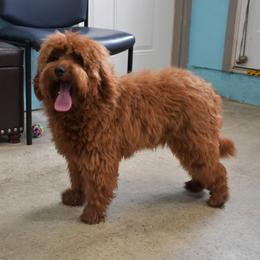 Chewy - Goldendoodle